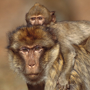Ressonância mórfica: A teoria do centésimo macaco