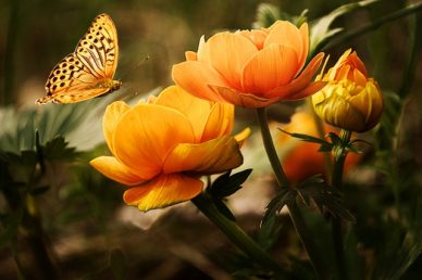 atendimento de terapia floral